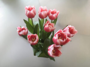 Ravizzotti | Tulipani persiani e olandesi