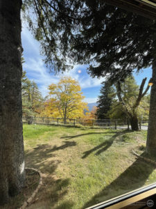 Colle della Melosa (IM) | Foliage