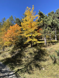 Colle della Melosa (IM) | Foliage