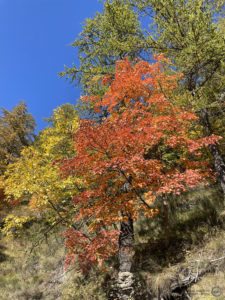 Colle della Melosa (IM) | Foliage