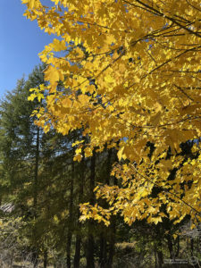 Colle della Melosa (IM) | Foliage